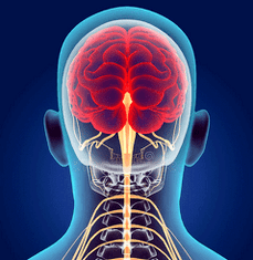 тасвири каналҳои асаби сутунмӯҳра